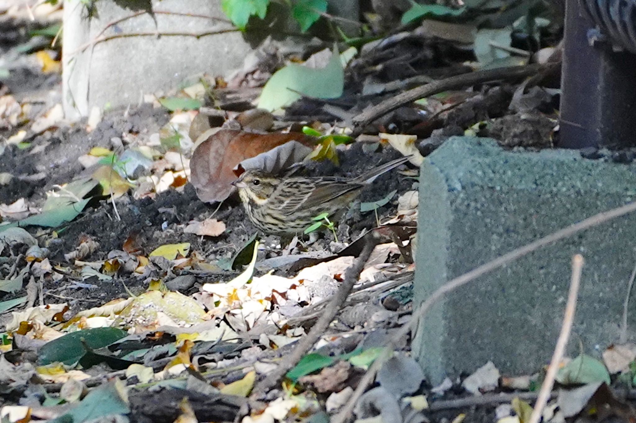 大阪城公園 アオジの写真