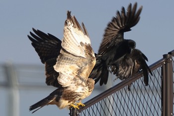 2022年11月13日(日) 新横浜公園の野鳥観察記録