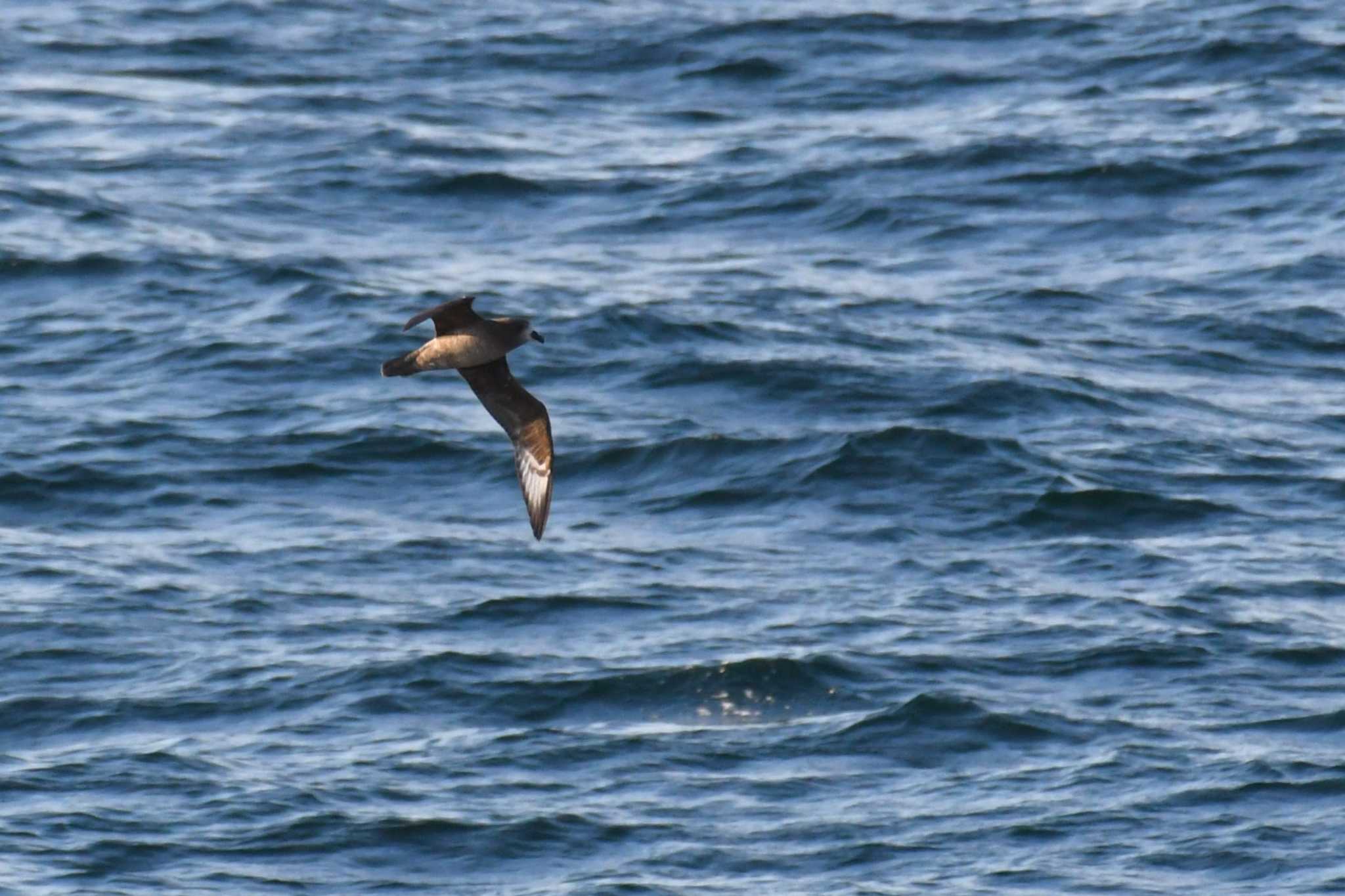 Photo of Providence Petrel at 大洗-苫小牧航路 by Semal