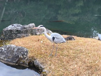 Grey Heron 京都市 Sun, 1/7/2018