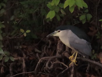 2022年11月15日(火) 水元公園の野鳥観察記録