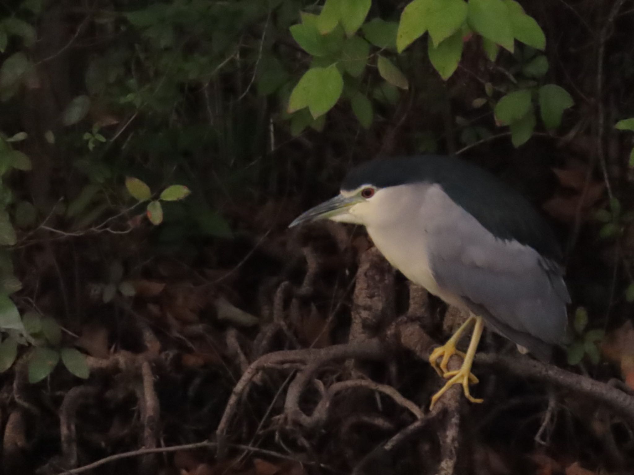 Photo of Black-crowned Night Heron at Mizumoto Park by toritoruzo 