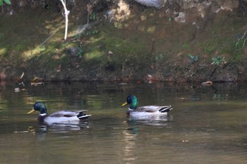 マガモ 福岡県 2022年11月15日(火)