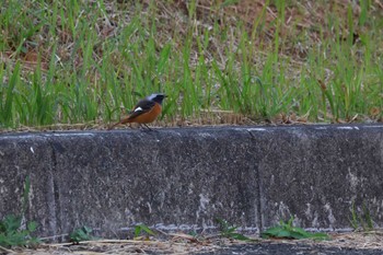 ジョウビタキ 福岡県 2022年11月15日(火)