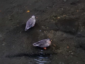 Eastern Spot-billed Duck 妙正寺川 Tue, 11/15/2022