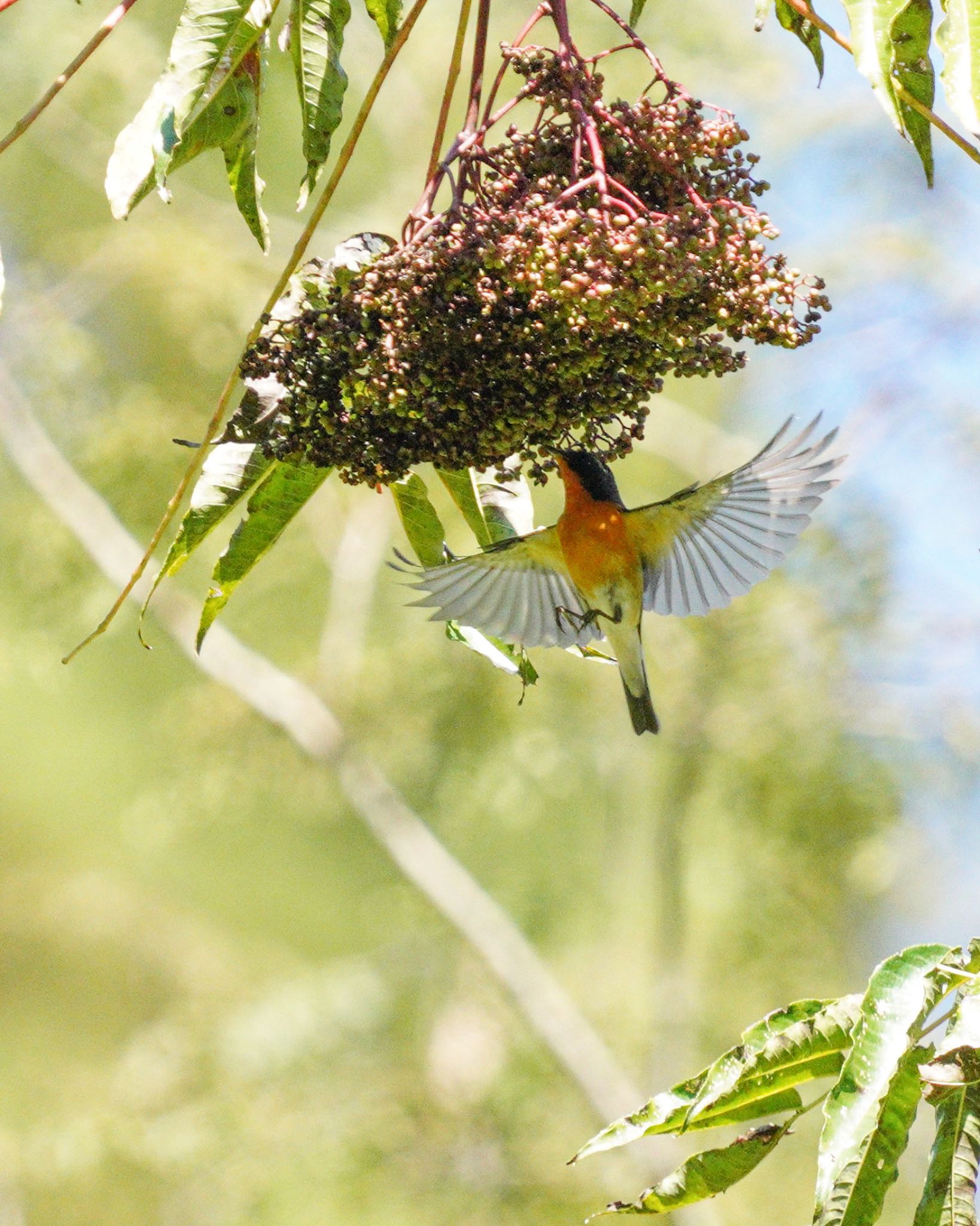  ムギマキの写真 by wildbirder_