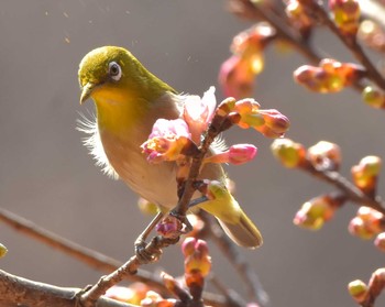 メジロ 八王子 2018年2月24日(土)