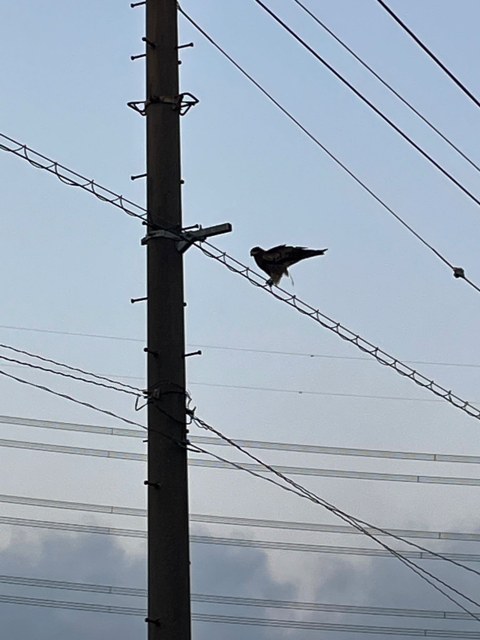 野鳥の名前教えて下さい