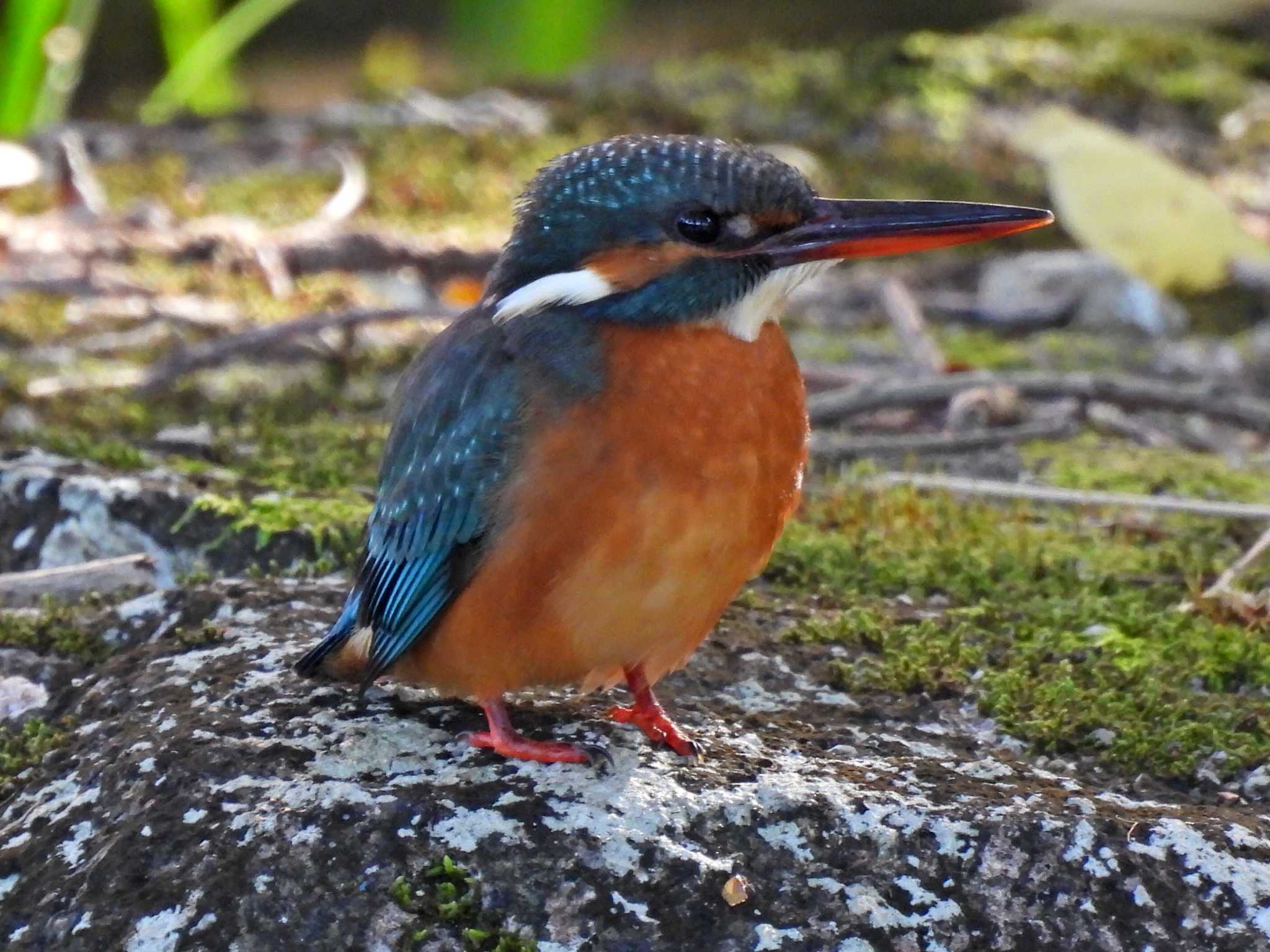 浄水公園 カワセミの写真