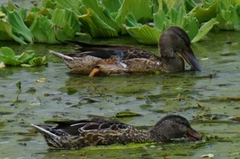 Northern Shoveler 江津湖 Sat, 11/12/2022