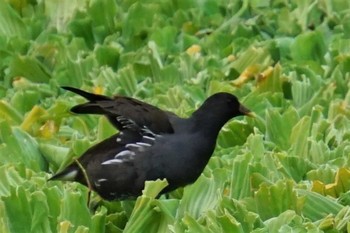 Common Moorhen 江津湖 Sat, 11/12/2022