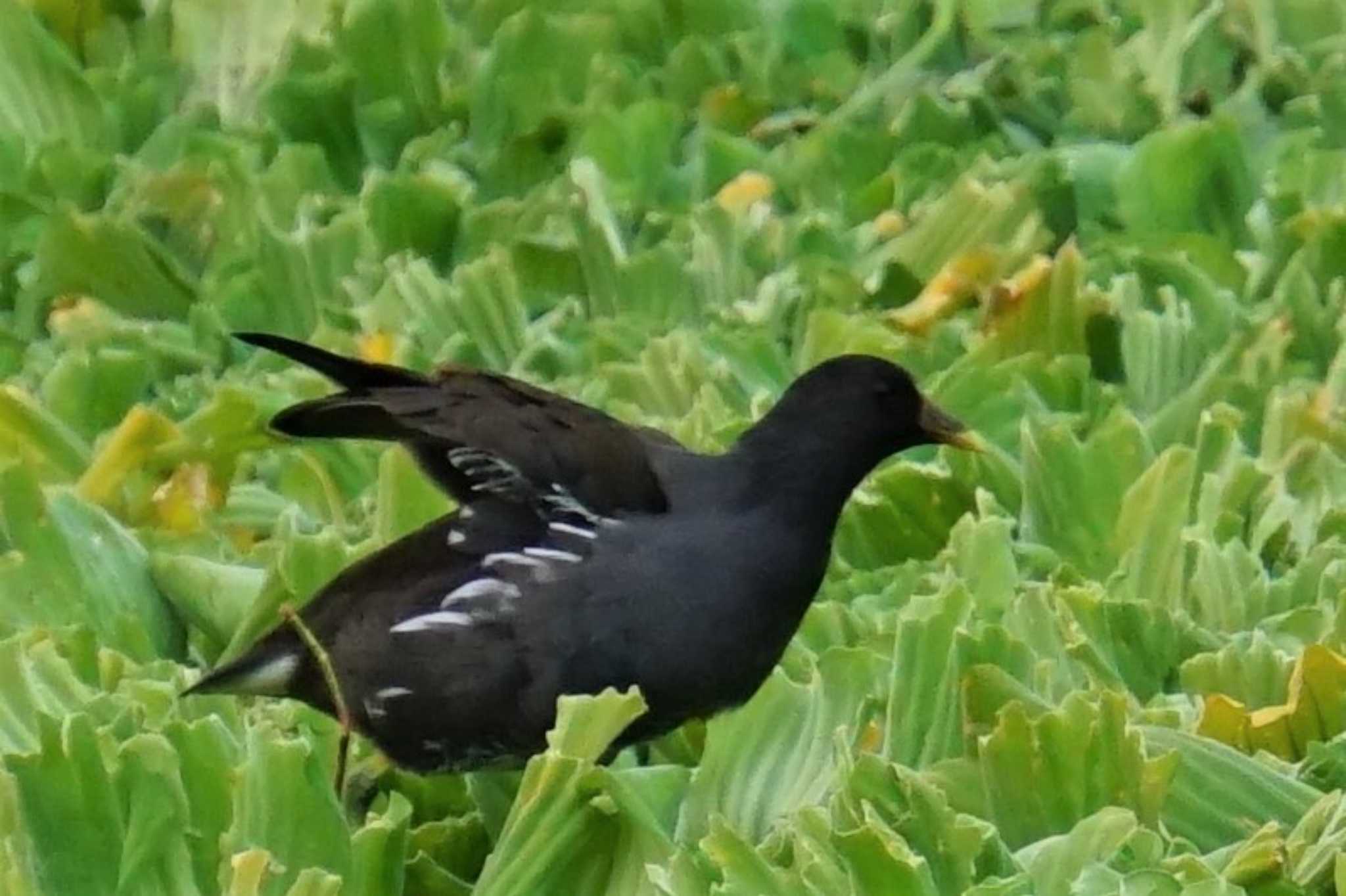 Common Moorhen