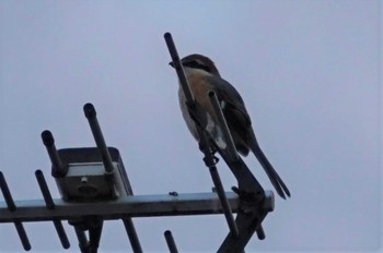 Bull-headed Shrike 江津湖 Sat, 11/12/2022