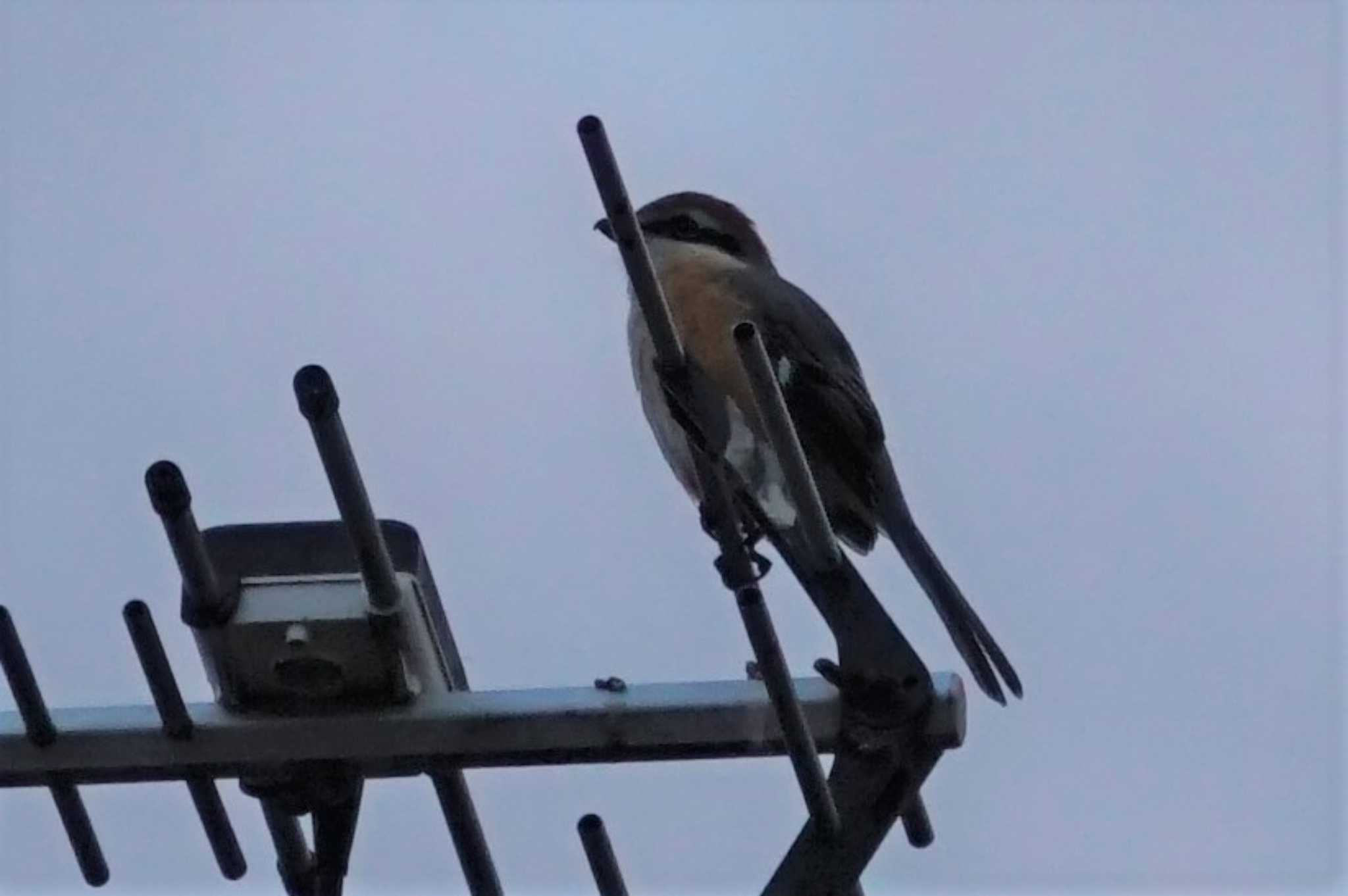 Bull-headed Shrike