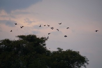 Great Cormorant 江津湖 Sat, 11/12/2022