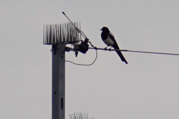 Eurasian Magpie 江津湖 Sat, 11/12/2022