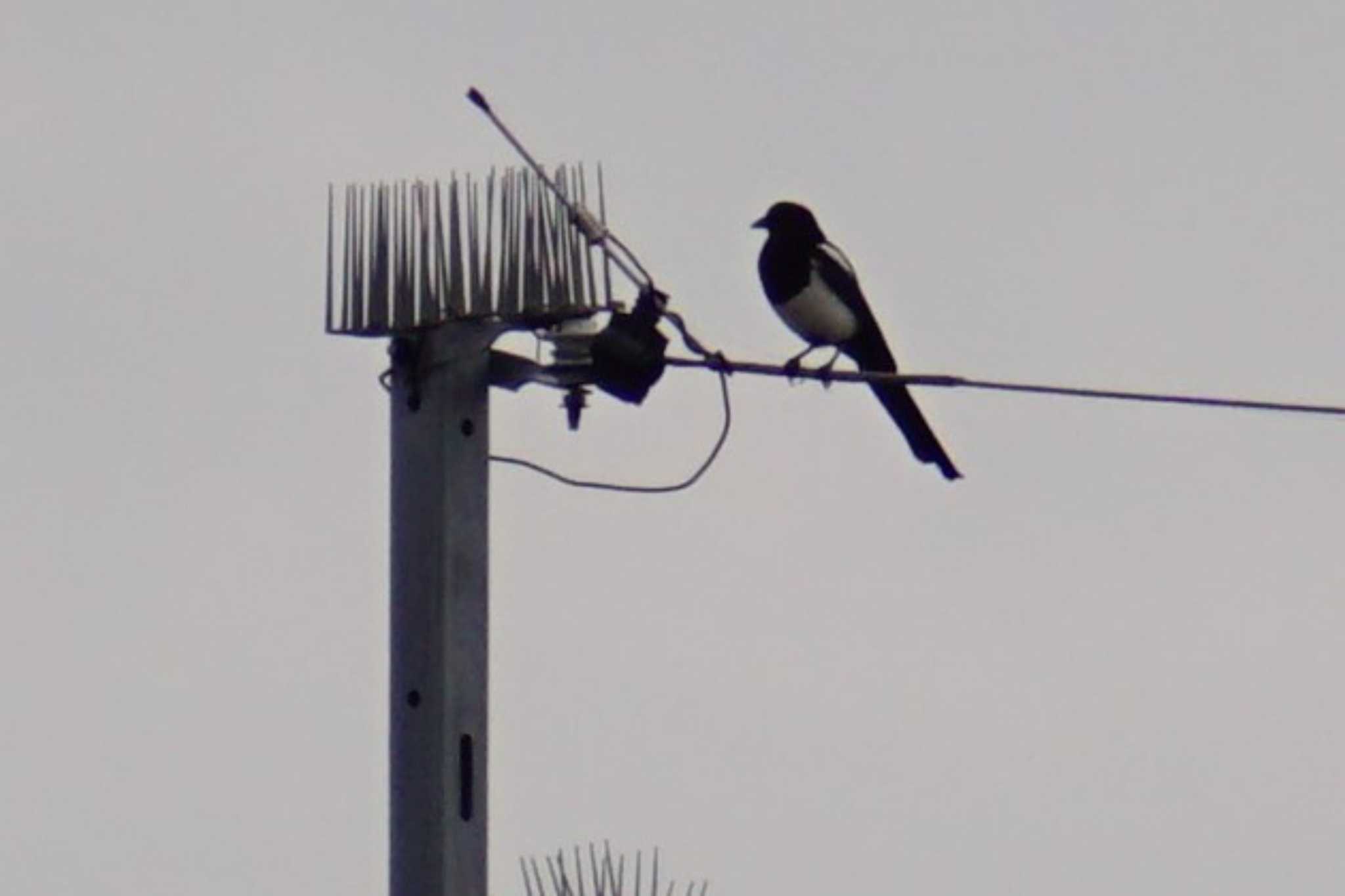 Eurasian Magpie