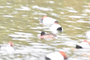 アカハジロ 水元公園 2022年11月15日(火)