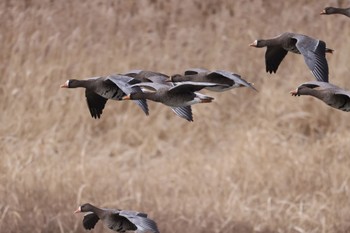 2022年11月15日(火) 長都沼(千歳市)の野鳥観察記録