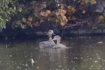 Gadwall 堺市内 Sun, 11/13/2022