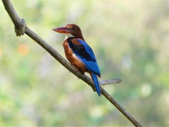 White-throated Kingfisher マレーシア Mon, 8/15/2022