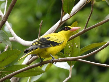 Black-naped Oriole マレーシア Sun, 8/21/2022