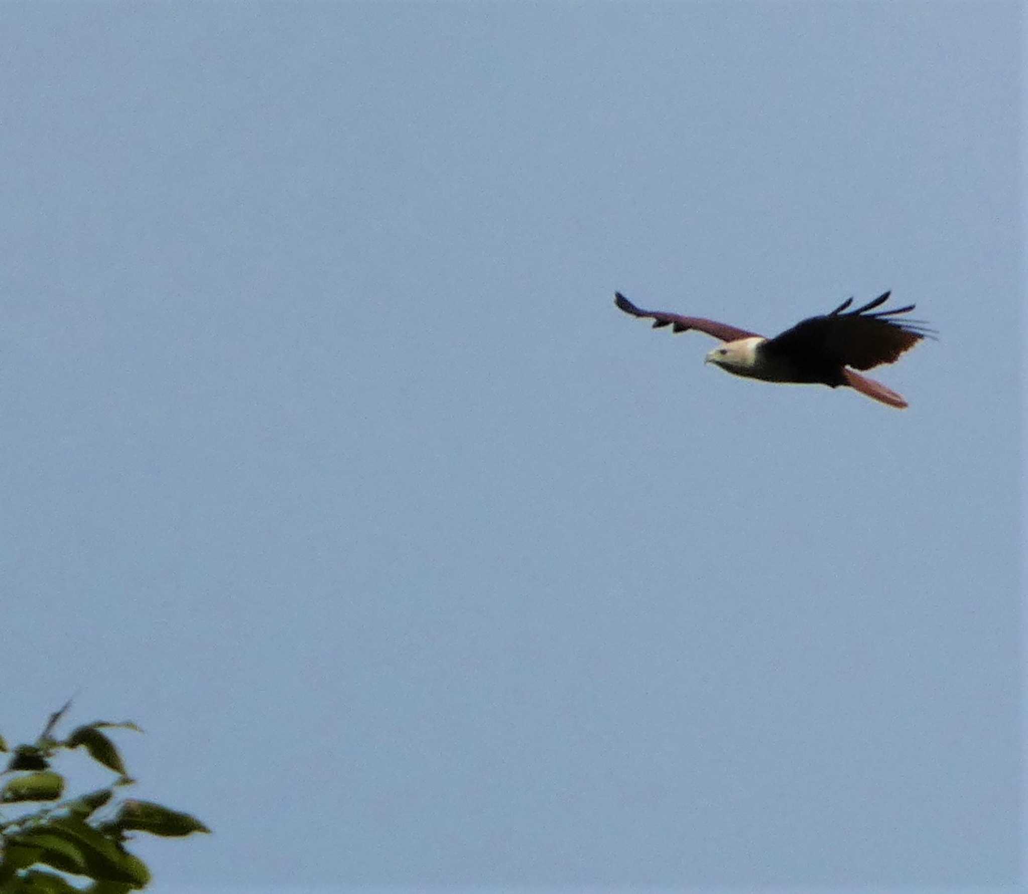 Photo of Brahminy Kite at マレーシア by このはずく