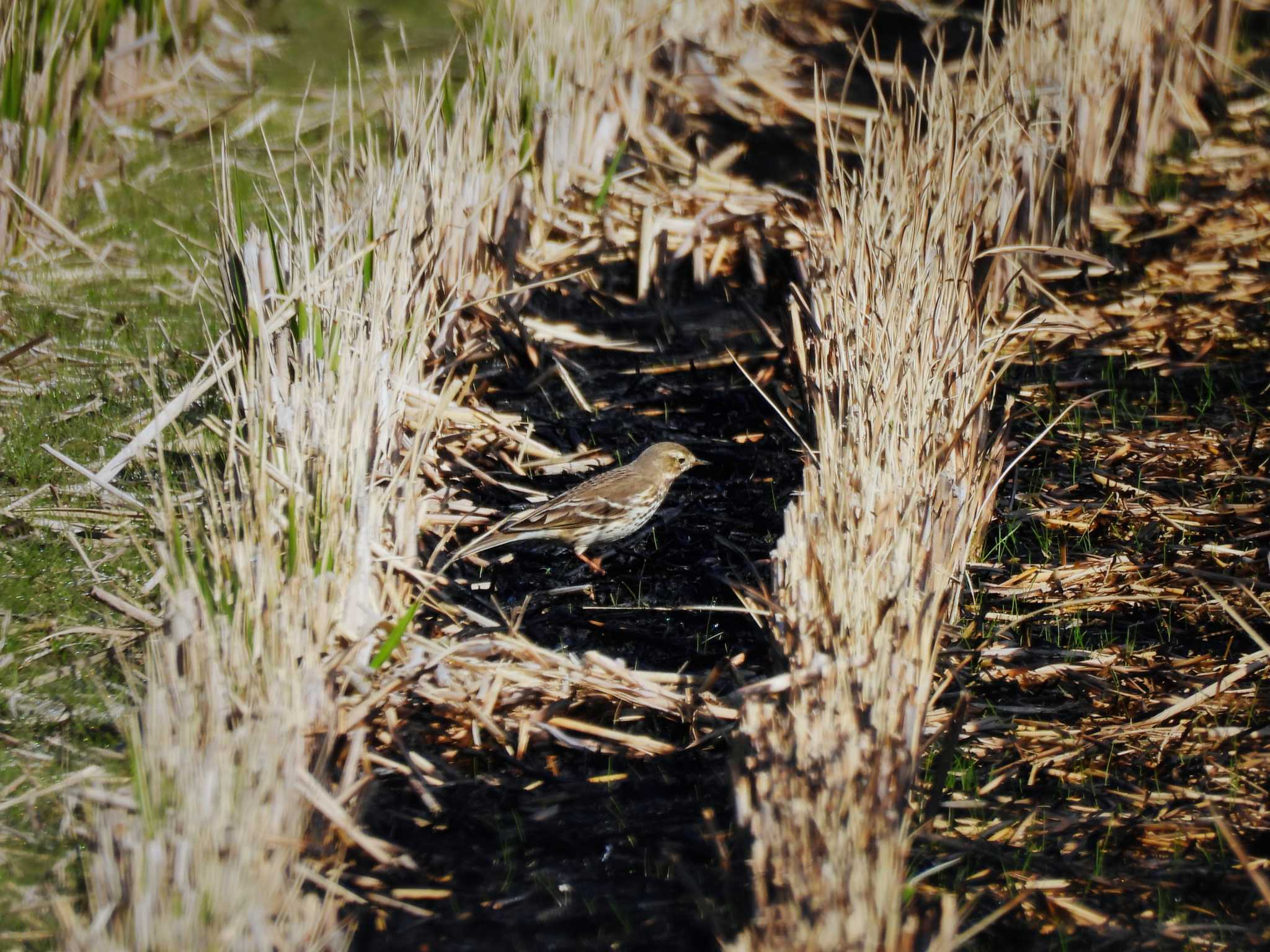 Water Pipit