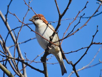 Tue, 11/15/2022 Birding report at 京都府木津川市