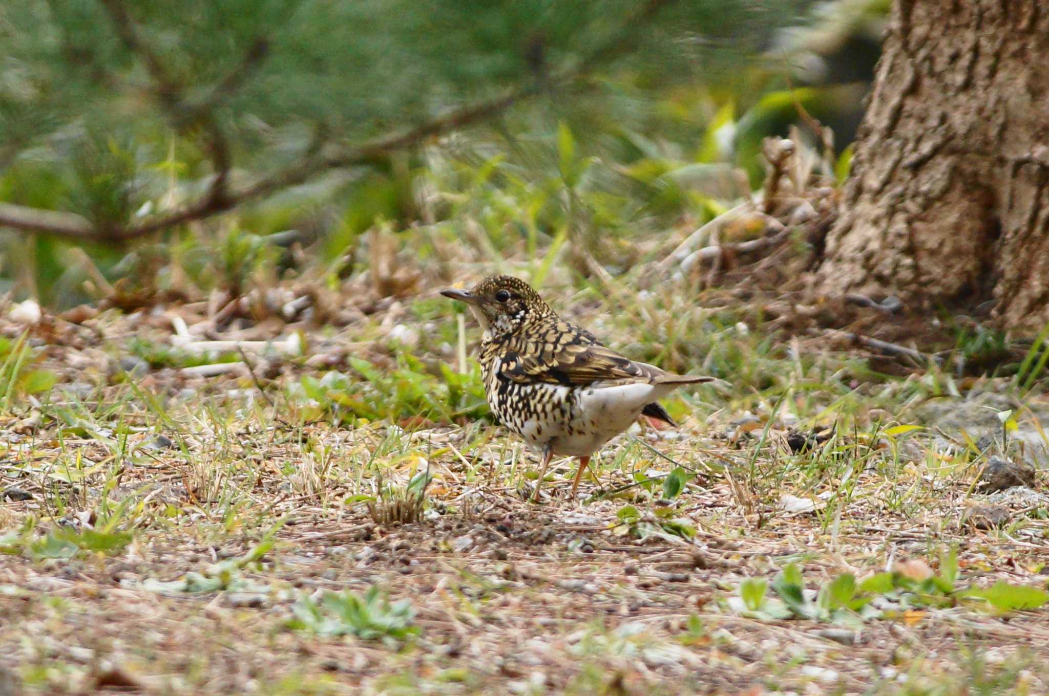 トラツグミ