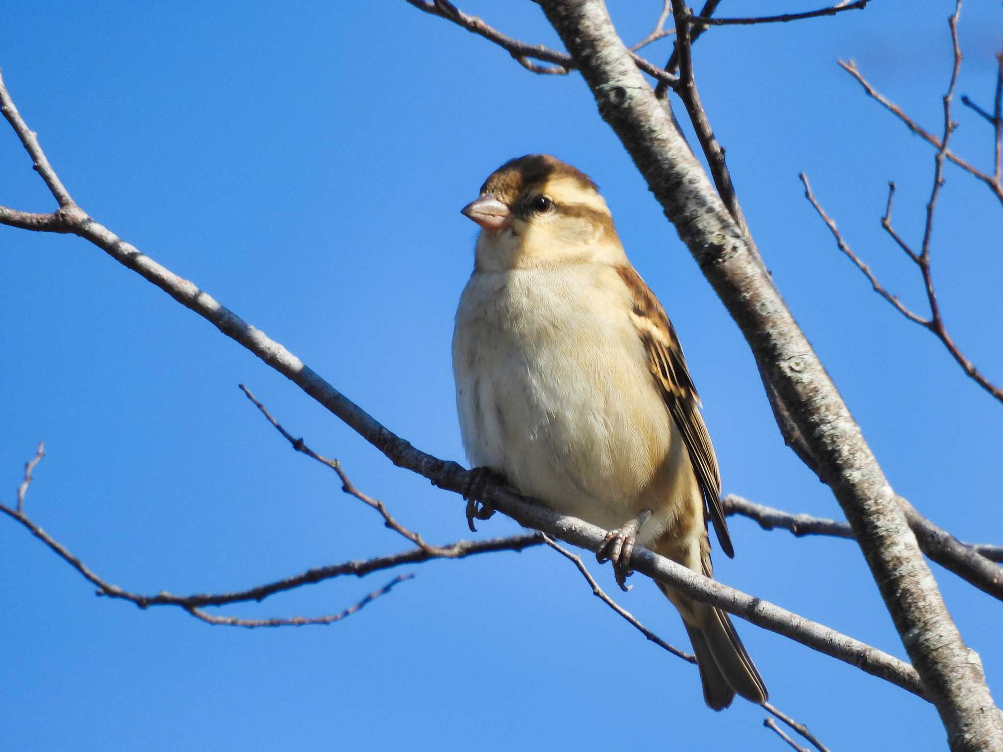 Russet Sparrow