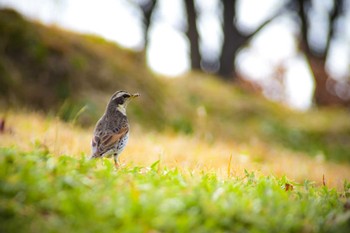 Dusky Thrush Unknown Spots Sun, 2/25/2018