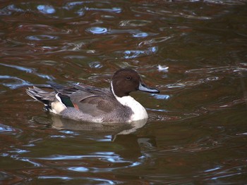 2022年11月14日(月) 不忍池(上野恩賜公園)の野鳥観察記録