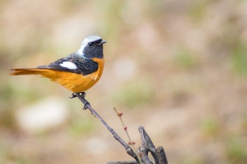 Daurian Redstart Unknown Spots Sun, 2/25/2018