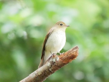 Narcissus Flycatcher 千葉県 Sun, 10/9/2022