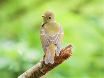 Narcissus Flycatcher 千葉県 Sun, 10/9/2022