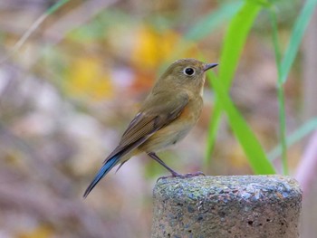 Red-flanked Bluetail 千葉県 Sun, 11/13/2022