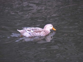 Unknown Species Osaka castle park Sun, 4/22/2018