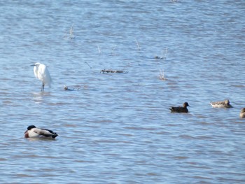 Little Egret 邑知潟 Wed, 10/19/2022