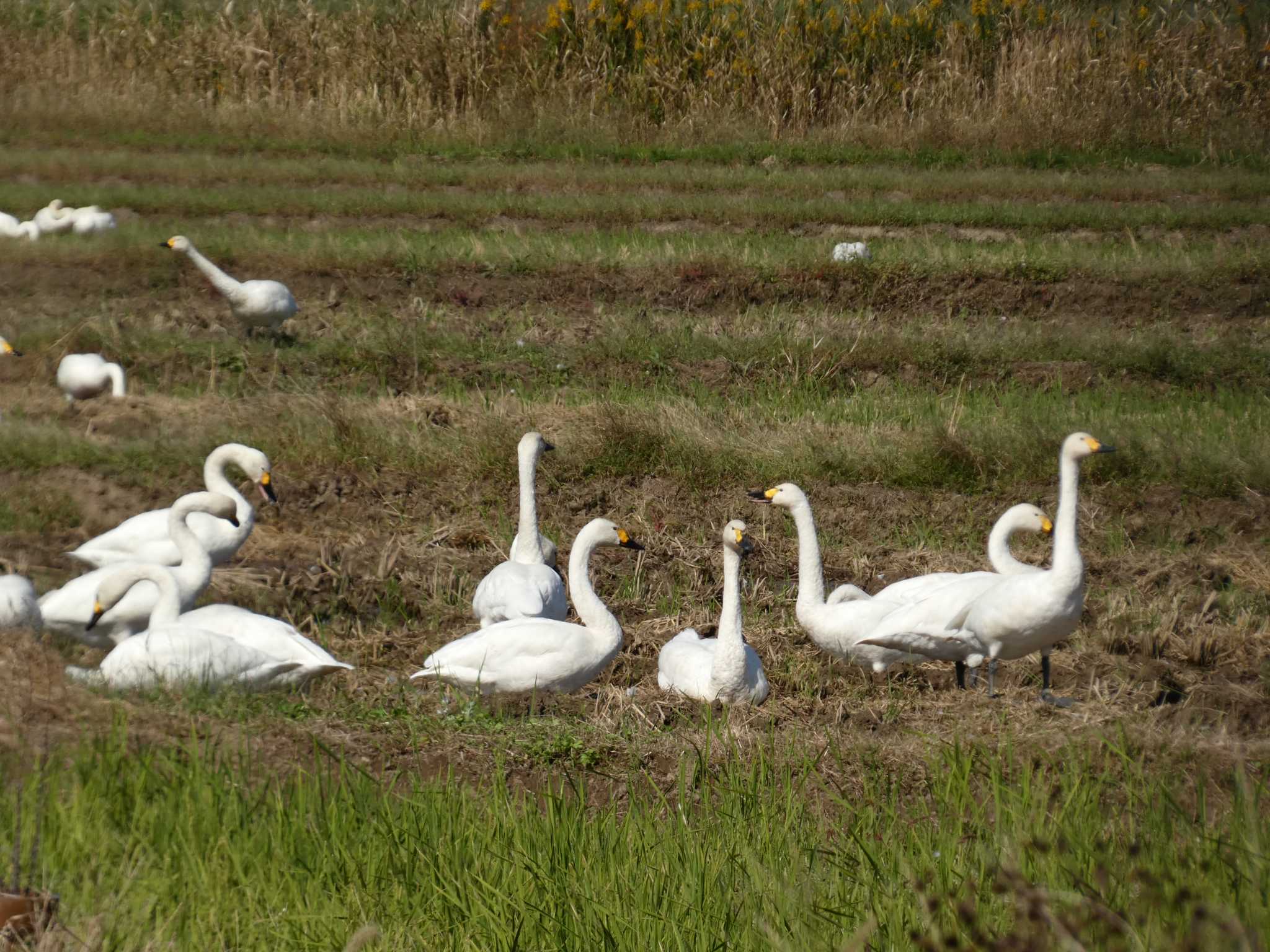 Photo of Tundra Swan at 邑知潟 by koshi