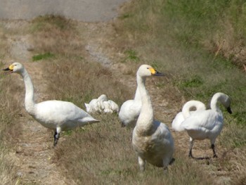 Tundra Swan 邑知潟 Wed, 10/19/2022