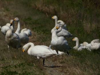 Tundra Swan 邑知潟 Wed, 10/19/2022