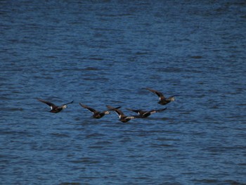 Eastern Spot-billed Duck 邑知潟 Wed, 10/19/2022