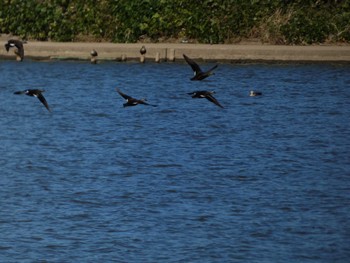 Eastern Spot-billed Duck 邑知潟 Wed, 10/19/2022