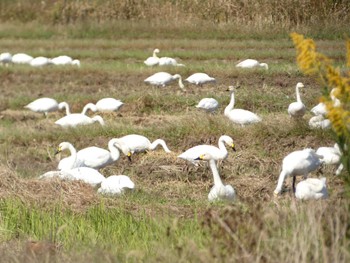 Tundra Swan 邑知潟 Wed, 10/19/2022