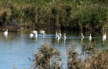 Tundra Swan 邑知潟 Wed, 10/19/2022