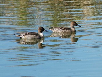 Northern Pintail 邑知潟 Wed, 10/19/2022