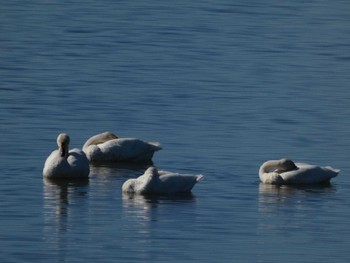 Tundra Swan 邑知潟 Wed, 10/19/2022