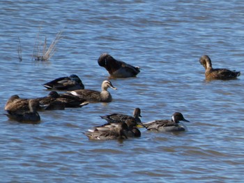 Northern Pintail 邑知潟 Wed, 10/19/2022