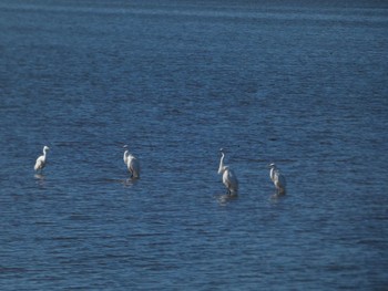 Great Egret 邑知潟 Wed, 10/19/2022